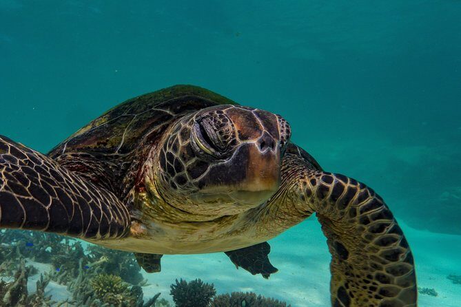 Turtle Tour - Ningaloo Reef Half Day Sea Kayak and Snorkel Tour - Price and Overall Value