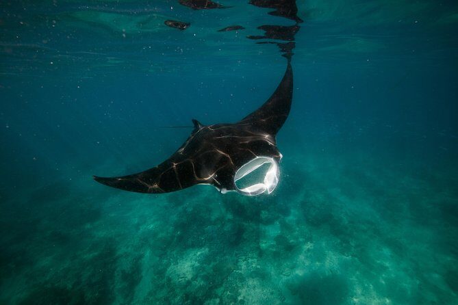 Turtle Tour - Ningaloo Reef Half Day Sea Kayak and Snorkel Tour - Who Will Love This Tour?