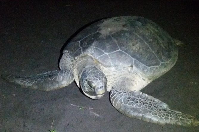 turtle-tour-tortuguero-national-park