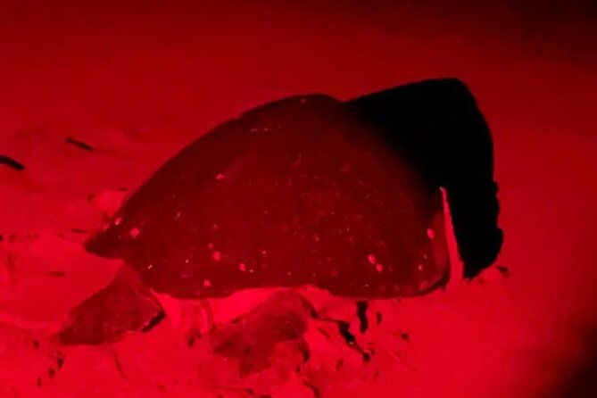 turtle-tour-tortuguero-national-park