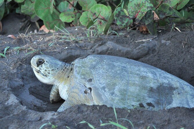 turtle-tour-tortuguero-national-park