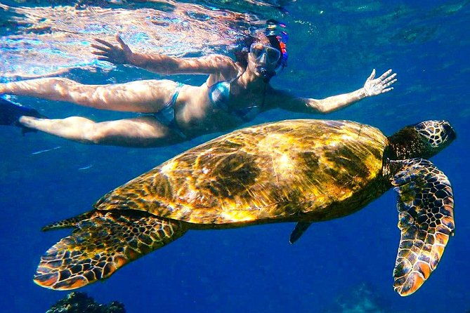 turtle-town-clear-kayak-snorkel-tour-11am-1pm-2