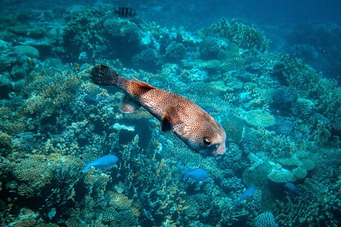 turtle-town-snorkel-with-photo-and-video