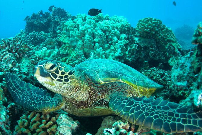 turtle-town-snorkel-with-photo-and-video