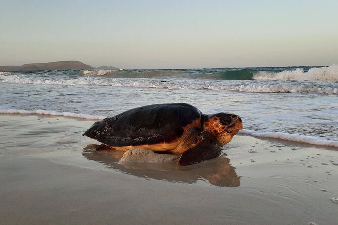 Turtle Watching Adventure - FAQ