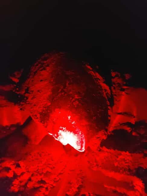 Turtle watching in Boa Vista Island - Why This Tour Is Worth It