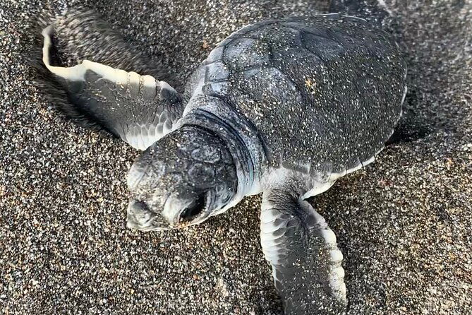 turtle-watching-in-their-natural-habitat-in-tortuguero