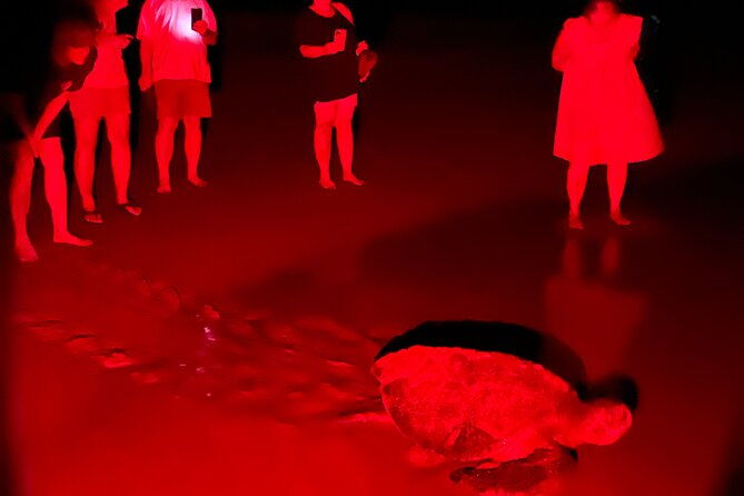 turtle-watching-night-tours-with-expert-naturalist
