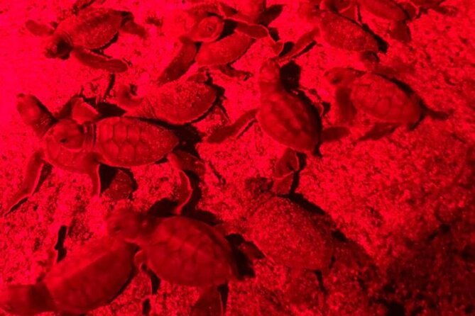 turtle-watching-night-tours-with-expert-naturalist