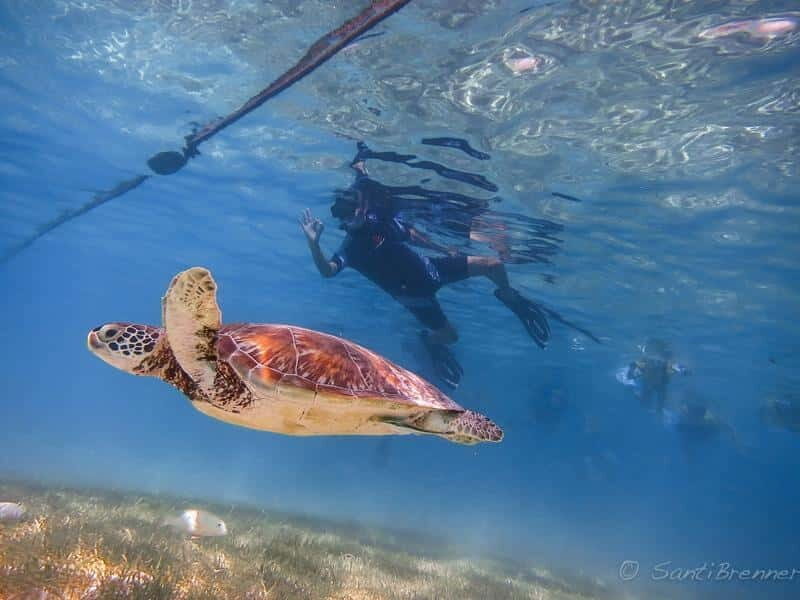 Turtles and Cenotes Tour - What to Expect from the Tour