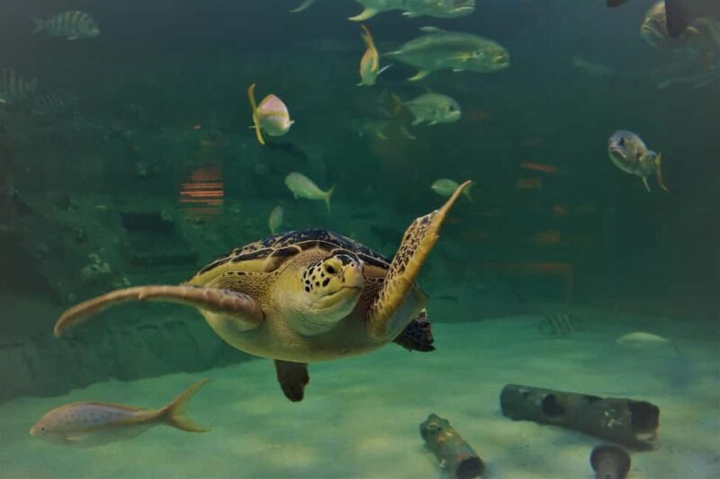Turtles aquarium half day trip - What to Expect from the Tour