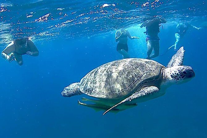 Turtles Bay, Swimming with Turtles Hurghada & Marsa ALam - FAQ