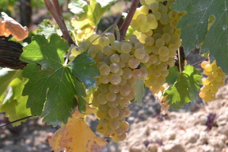 tuscany-chianti-san-gimignano-wine-tour-from-florence