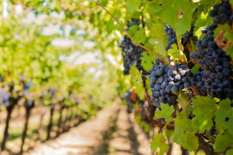 tuscany-chianti-wine-paradise-tour