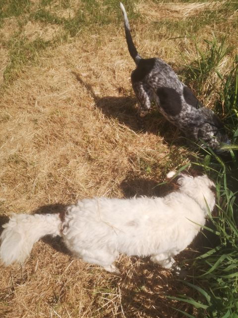 tuscany-crete-senesi-truffle-hunting-tour