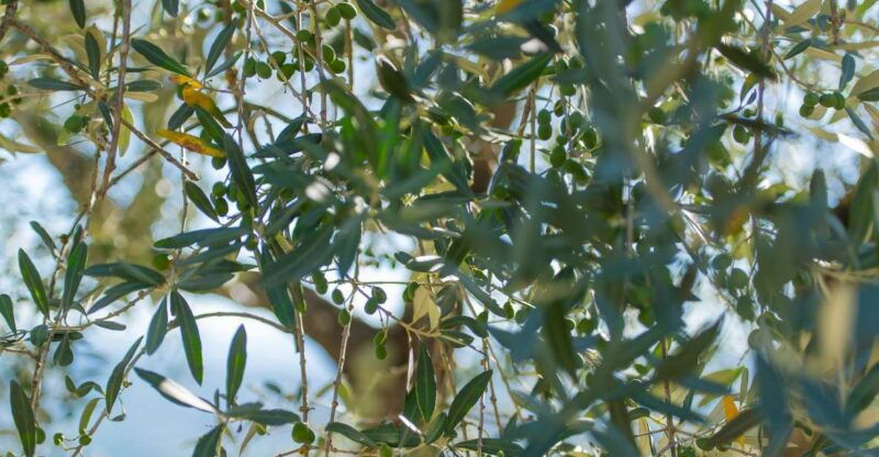 tuscany-leonardo-da-vinci-oil-and-wine-discovery-tour