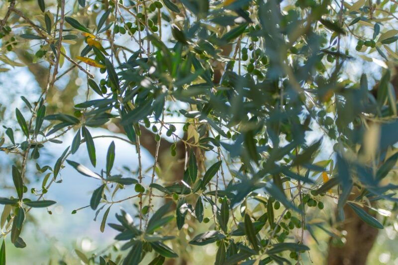 tuscany-leonardo-da-vinci-oil-and-wine-discovery-tour