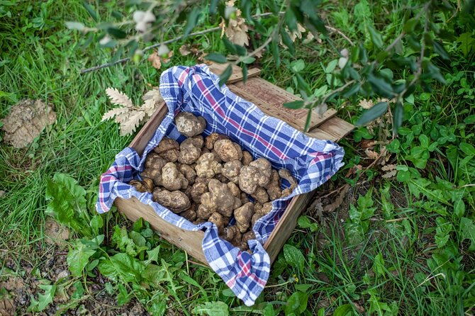 tuscany-truffle-hunt-a-5-hour-gourmet-culinary-adventure