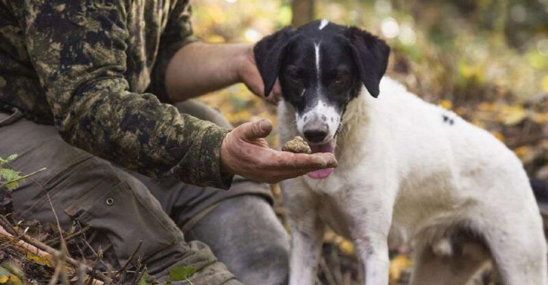 tuscany-truffle-hunting-and-meal-at-a-winery