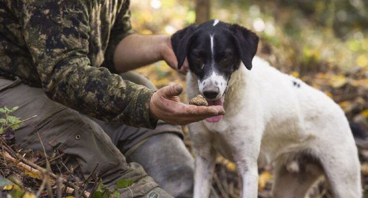 tuscany-truffle-hunting-and-meal-at-a-winery