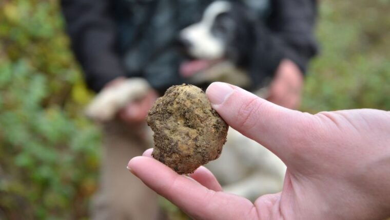 tuscany-truffle-hunting-and-meal-at-a-winery