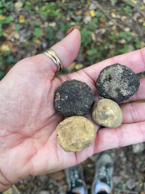 tuscany-truffle-hunting-experience-with-tasting