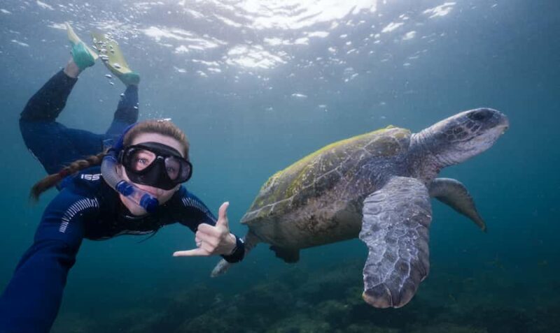 Tweed Heads: Snorkel With the Turtles - An In-Depth Look at the Snorkel With the Turtles Tour