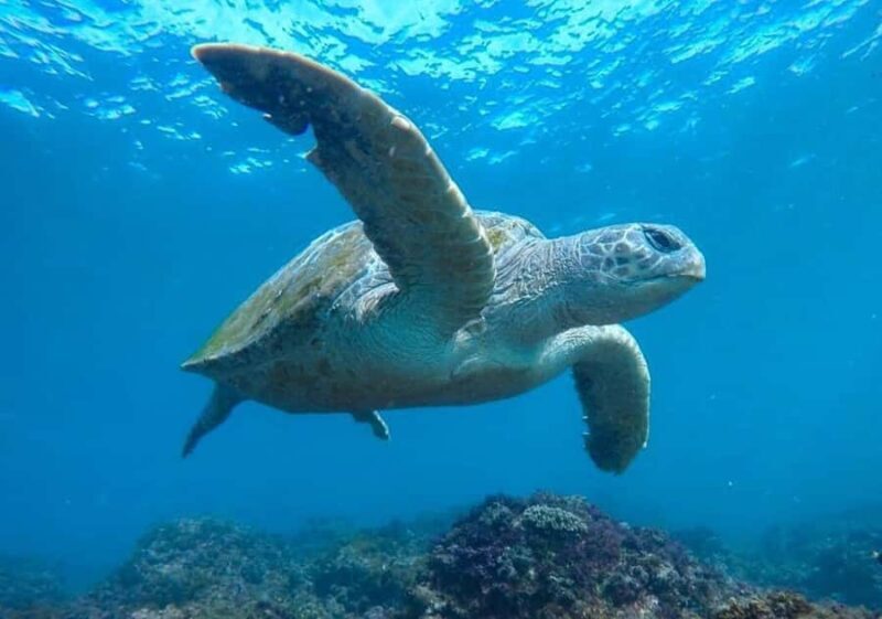 Tweed Heads: Snorkel With the Turtles - Who This Tour Is Best For