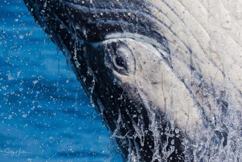 Tweed Heads: Whale Watching Boat Tour - Tweed Heads: Whale Watching Boat Tour