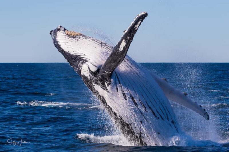 Tweed Heads: Whale Watching Boat Tour - Key Points 