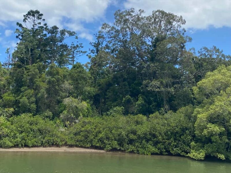 Tweed River Cruise: relax with a Morning Tea cruise - An Authentic Look at the Tweed River Experience
