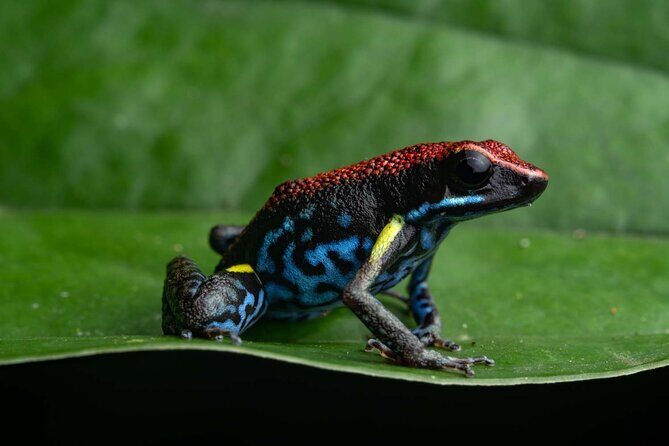 Twilight Frog Adventure in Kubah National Park - Key Points