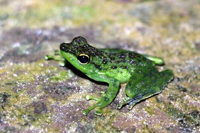 Twilight Frog Adventure in Kubah National Park - An In-Depth Look at the Twilight Frog Adventure