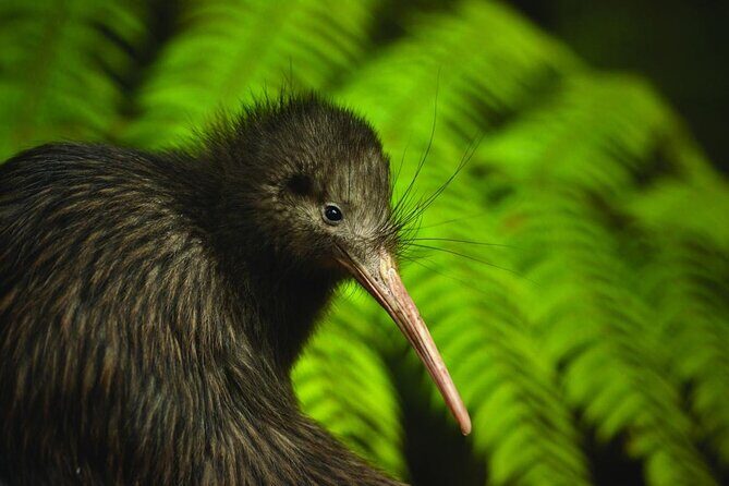 Twilight Wild Kiwi Bird Encounter Private Tour - Detailed Breakdown of the Itinerary