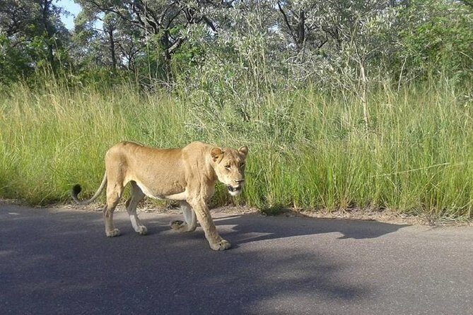 Two day Kruger National Park Safari from Johannesburg - An Honest Look at the Itinerary