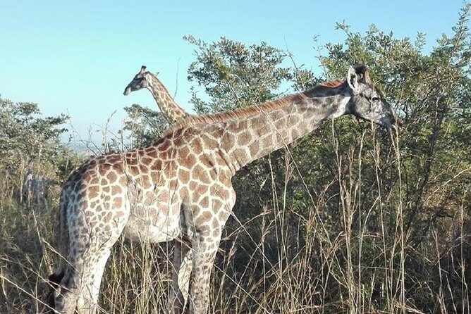 Two day Kruger National Park Safari from Johannesburg - What We Love About This Tour