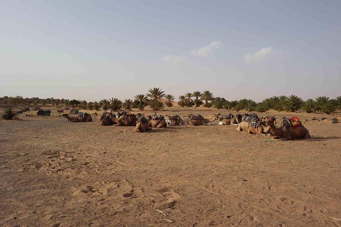 two days in the Zagora desert, Drâa valley from Marrakech - The Sum Up