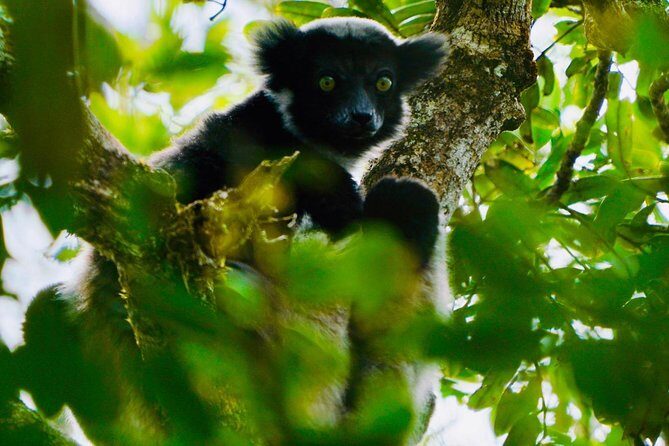 Two days tour to Andasibe NP - Key Points