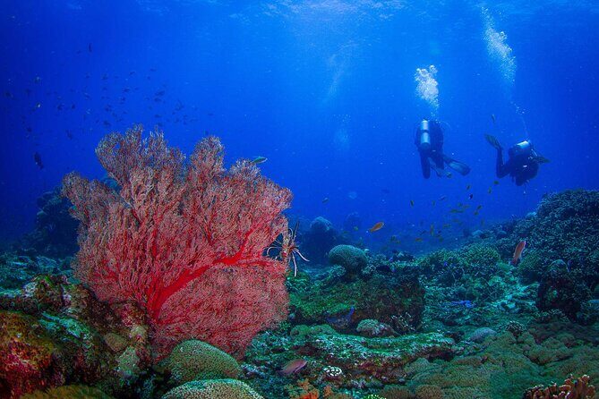 Two fun dives morning trip (Certified Divers only) - Discover Bali’s Underwater Wonders with Purple Dive’s Two Fun Dives Morning Trip