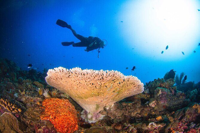 Two fun dives morning trip (Certified Divers only) - Key Points  