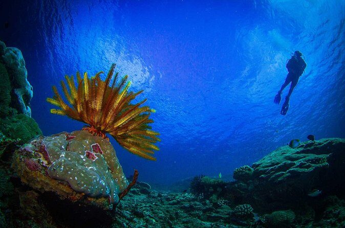 Two fun dives morning trip (Certified Divers only) - The Experience for Different Types of Travelers