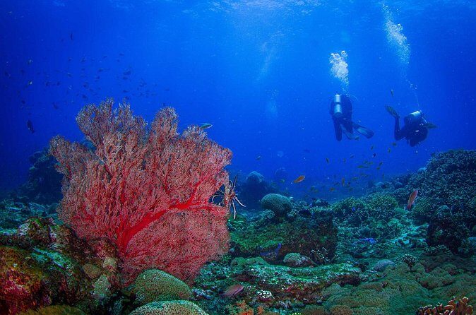 Two fun dives morning trip (Certified Divers only) - The Sum Up: Why You Should Consider This Tour