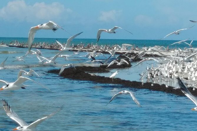 Two-Hour Everglades National Park Dolphin, Birding and Wildlife Boat Tour - Who Should Book This Tour?
