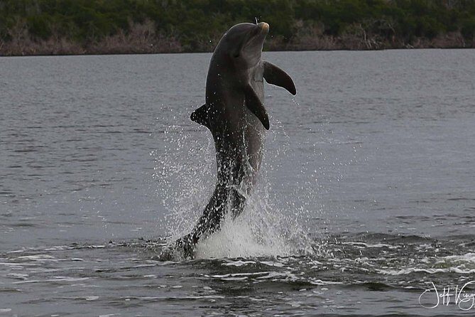 Two-Hour Everglades National Park Dolphin, Birding and Wildlife Boat Tour - FAQs