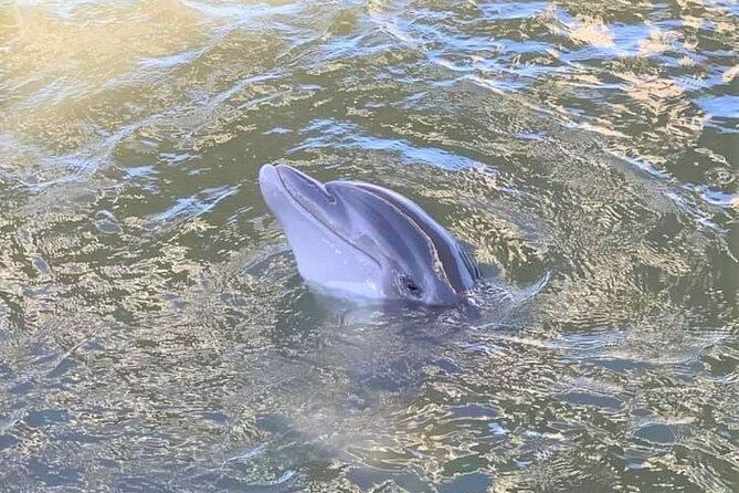 two-hour-large-group-dolphin-tour