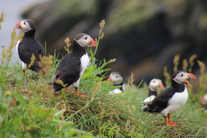 two-in-one-whale-puffin-watching-tours-from-reykjavik