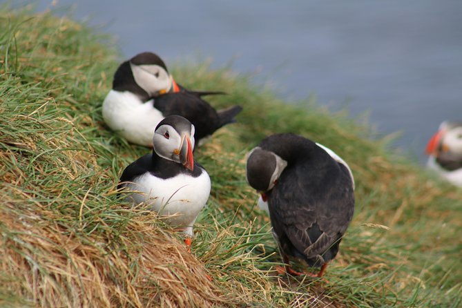 two-in-one-whale-puffin-watching-tours-from-reykjavik