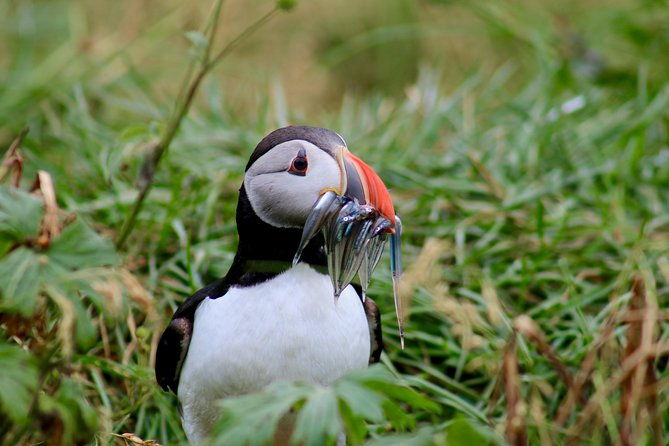 two-in-one-whale-puffin-watching-tours-from-reykjavik