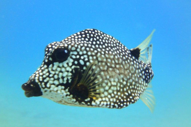 two-tank-dive-for-certified-diving-in-st-thomas