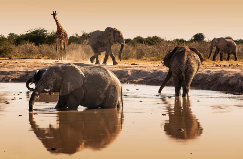 Twyfelfontein: Desert Elephants & Rock Art Private Tour - Key Points